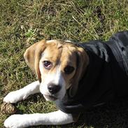 Beagle Tinka