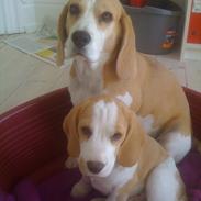 Beagle Beagleboys Cairo