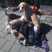 Beagle Beagleboys Cairo