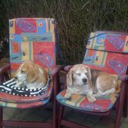 Beagle Beagleboys Cairo