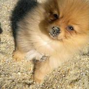 Pomeranian Malibou