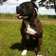 Bullmastiff Tyson - udlånes gerne til avl