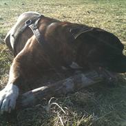 Bullmastiff Tyson - udlånes gerne til avl