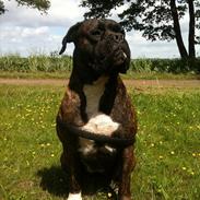 Bullmastiff Tyson - udlånes gerne til avl