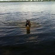 Bullmastiff Tyson - udlånes gerne til avl