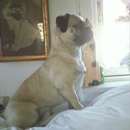 Blanding af racer mops / Lhasa apso     , Basse.