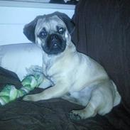 Blanding af racer mops / Lhasa apso     , Basse.