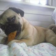 Blanding af racer mops / Lhasa apso     , Basse.