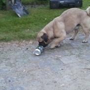 Blanding af racer mops / Lhasa apso     , Basse.