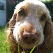 Cocker spaniel Pilu