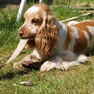 Cocker spaniel Pilu