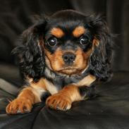 Cavalier king charles spaniel Mademoiselle Soleil Noir