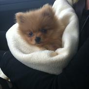 Pomeranian Lille my (mysse)