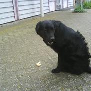 Blanding af racer Sniffer