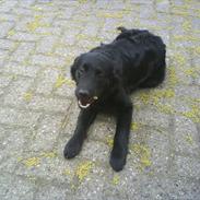 Blanding af racer Sniffer