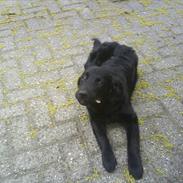 Blanding af racer Sniffer