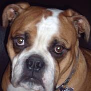 Olde english bulldogge Ozzy