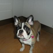 Fransk bulldog Emma
