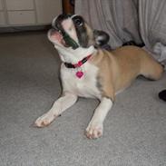 Fransk bulldog Emma