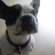 Fransk bulldog Fifi
