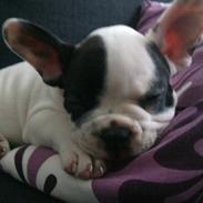 Fransk bulldog Fifi