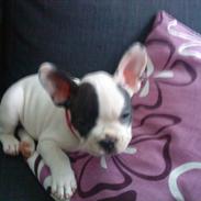 Fransk bulldog Fifi