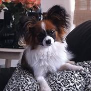 Papillon High Fly Look At Me ( Bailey )