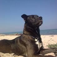 Blanding af racer Chico