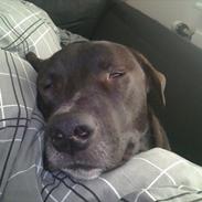 Blanding af racer Chico