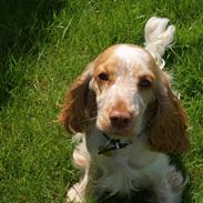 Cocker spaniel Pilu