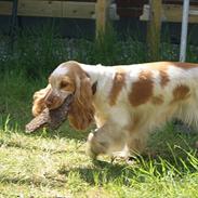 Cocker spaniel Pilu