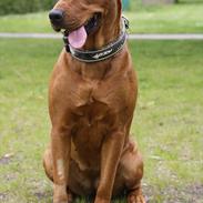 Rhodesian ridgeback Tika