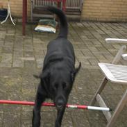 Labrador retriever Basse