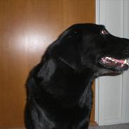 Labrador retriever Basse