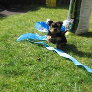 Australian silky terrier Mikki