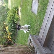 Blanding af racer Nova