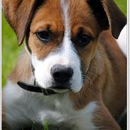 Blanding af racer .o0 Bastian 0o. Boxer/bordercollie.