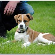 Blanding af racer .o0 Bastian 0o. Boxer/bordercollie.