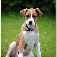 Blanding af racer .o0 Bastian 0o. Boxer/bordercollie.