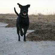 Labrador retriever Buster