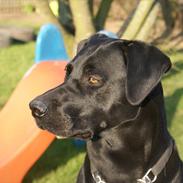 Labrador retriever Buster