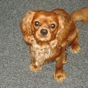 Cavalier king charles spaniel Eiko