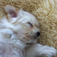 Coton de tulear Vicky