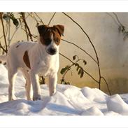 Parson russell terrier Bogart