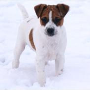Parson russell terrier Bogart