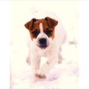 Parson russell terrier Bogart