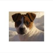 Parson russell terrier Bogart