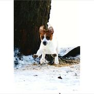 Parson russell terrier Bogart
