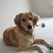 Blanding af racer nanna