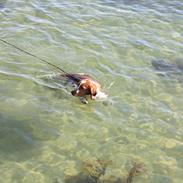 Welsh springer spaniel Lloer's Tale of Gold *Sally*